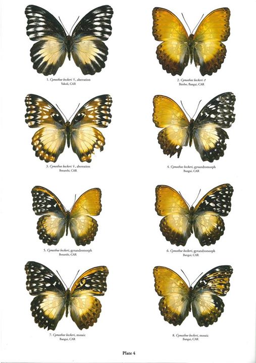 Butterflies of the world book abri collections ii - 2 (Internet Image property of respective owner, non-commercial use only)